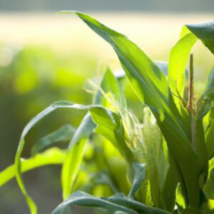 Plantas que Curam: Potencial Econômico do Agronegócio