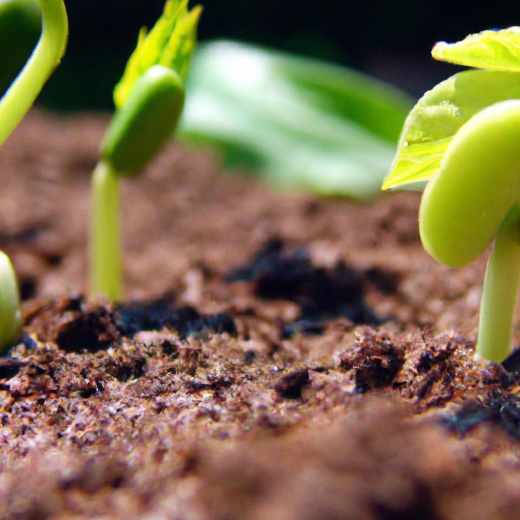 Plantas e Desenvolvimento Rural Sustentável